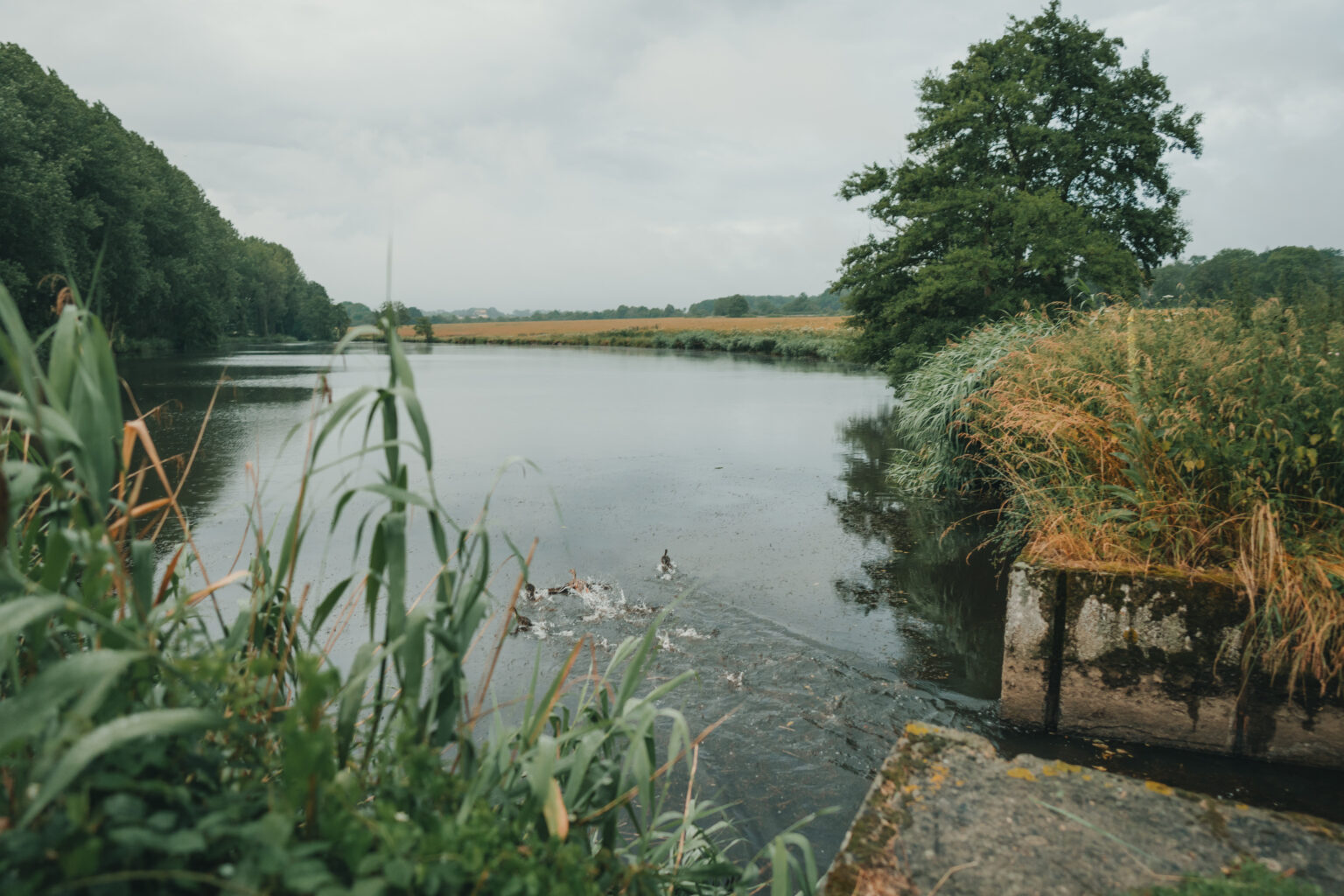 lucie & Mathieu – par Alain Leprevost photographe videaste de mariage en Normandie-1426